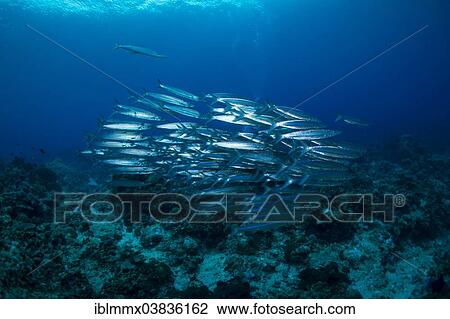 "School of Sharpfin Barracuda or Heller's Barracuda (Sphyraena helleri), Philippines, Asia" View Large Photo Image Stock Image - "School of Sharpfin Barracuda or Heller's Barracuda (Sphyraena helleri), Philippines, Asia". Fotosearch