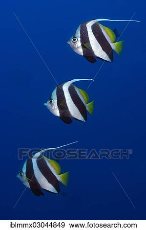 "Schooling Bannerfish (Heniochus diphreutes), Great Barrier Reef, Queensland, Australia, Oceania" View Large Photo Image Stock Photo - "Schooling Bannerfish (Heniochus diphreutes), Great Barrier Reef, Queensland, Australia, Oceania". Fotosearch