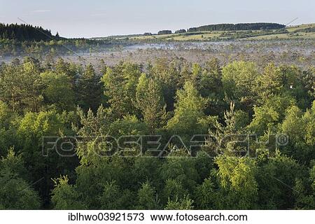 Stock Image - "Schwarzes Moor nature reserve, high moor, Rhon Biosphere Reserve, Fladungen, Bavaria, Germany, Europe". Fotosearch