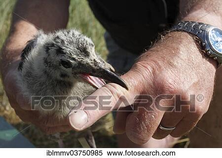 "Scientific examination of a juvenile Lesser Black-backed Gull (Larus fuscus), East Frisian Islands, East Frisia, Lower Saxony, Germany, Europe" View Large Photo Image Stock Photography - "Scientific examination of a juvenile Lesser Black-backed Gull (Larus fuscus), East Frisian Islands, East Frisia, Lower Saxony, Germany, Europe". Fotosearch