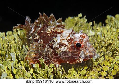 "Scorpionfish (Scorpaenidae), Great Barrier Reef, UNESCO World Natural Heritage Site, Pacific Ocean, Queensland, Australia, Oceania" View Large Photo Image Stock Image - "Scorpionfish (Scorpaenidae), Great Barrier Reef, UNESCO World Natural Heritage Site, Pacific Ocean, Queensland, Australia, Oceania". Fotosearch