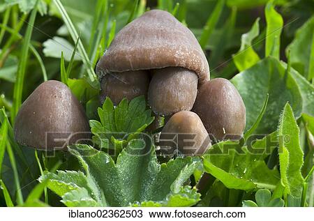 "Scotch bonnet or fairy ring mushroom (Marasmius oreades), Rosskopf, Rofan Mountains, Tyrol, Austria, Europe" View Large Photo Image Stock Image - "Scotch bonnet or fairy ring mushroom (Marasmius oreades), Rosskopf, Rofan Mountains, Tyrol, Austria, Europe". Fotosearch
