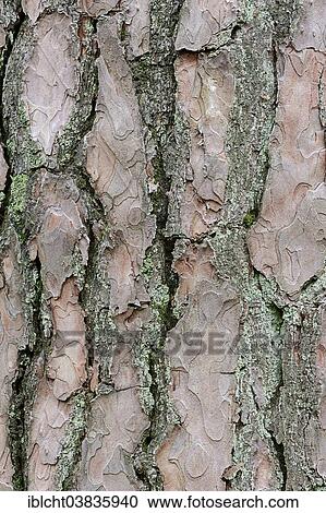 Stock Image - "Scots Pine (Pinus sylvestris), bark, Netherlands". Fotosearch