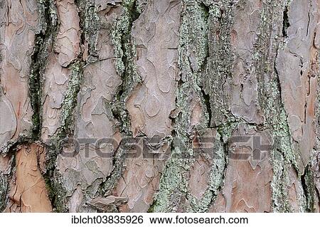 Stock Photograph - "Scots Pine (Pinus sylvestris), bark, Netherlands". Fotosearch