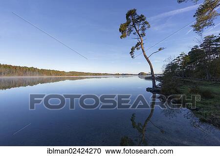 Scots Pine (Pinus sylvestris) on lake Grosser Ostersee, Osterseen lakes, Iffeldorf, Fuenfseenland region, Upper Bavaria, Bavaria, Germany, Europe View Large Photo Image Stock Image - Scots Pine (Pinus sylvestris) on lake Grosser Ostersee, Osterseen lakes, Iffeldorf, Fuenfseenland region, Upper Bavaria, Bavaria, Germany, Europe. Fotosearch
