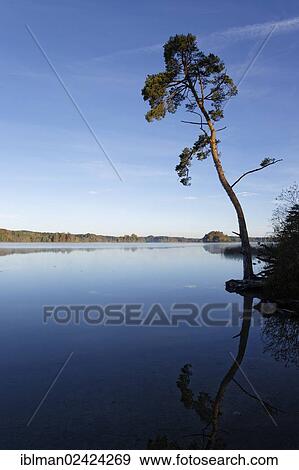 Scots Pine (Pinus sylvestris) on lake Grosser Ostersee, Osterseen lakes, Iffeldorf, Fuenfseenland region, Upper Bavaria, Bavaria, Germany, Europe View Large Photo Image Stock Photo - Scots Pine (Pinus sylvestris) on lake Grosser Ostersee, Osterseen lakes, Iffeldorf, Fuenfseenland region, Upper Bavaria, Bavaria, Germany, Europe. Fotosearch