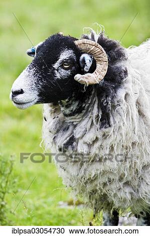 "Scottish Blackface sheep, Yorkshire Dales, England, United Kingdom, Europe" View Large Photo Image Stock Image - "Scottish Blackface sheep, Yorkshire Dales, England, United Kingdom, Europe". Fotosearch