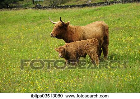 "Scottish Highland Cattle (Bos primigenius taurus), cow with a calf standing in a green pasture, Scotland, United Kingdom, Europe" View Large Photo Image Stock Image - "Scottish Highland Cattle (Bos primigenius taurus), cow with a calf standing in a green pasture, Scotland, United Kingdom, Europe". Fotosearch