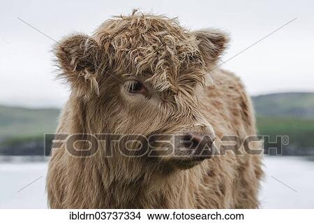 "Scottish Highland Cattle, calf, Dunvegan, Isle of Skye, Inner Hebrides, Scotland, United Kingdom, Europe" View Large Photo Image Picture - "Scottish Highland Cattle, calf, Dunvegan, Isle of Skye, Inner Hebrides, Scotland, United Kingdom, Europe". Fotosearch
