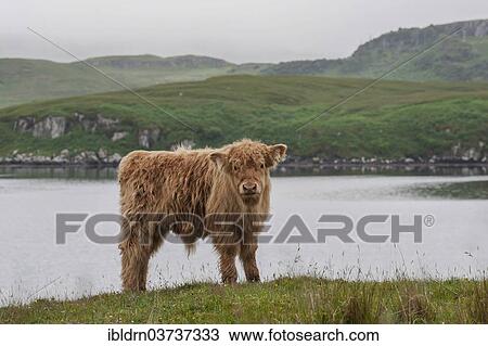 "Scottish Highland Cattle, calf, standing on a pasture by the sea, Dunvegan, Isle of Skye, Inner Hebrides, Scotland, United Kingdom, Europe" View Large Photo Image Stock Image - "Scottish Highland Cattle, calf, standing on a pasture by the sea, Dunvegan, Isle of Skye, Inner Hebrides, Scotland, United Kingdom, Europe". Fotosearch