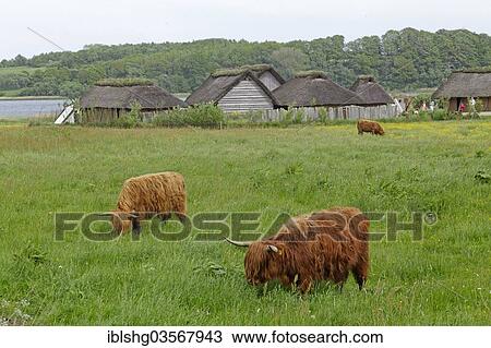 Stock Image - "Scottish Highland Cattle grazing on a pasture in front of Viking houses in Hedeby Viking Museum, Haddeby, Schleswig-Holstein, Germany, Europe". Fotosearch