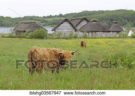 Stock Photo - "Scottish Highland Cattle grazing on a pasture in front of Viking houses in Hedeby Viking Museum, Haddeby, Schleswig-Holstein, Germany, Europe". Fotosearch
