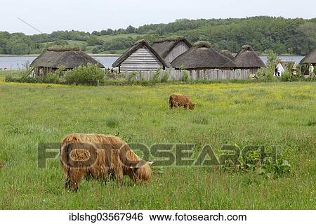"Scottish Highland Cattle grazing on a pasture in front of Viking houses in Hedeby Viking Museum, Haddeby, Schleswig-Holstein, Germany, Europe" View Large Photo Image Stock Photograph - "Scottish Highland Cattle grazing on a pasture in front of Viking houses in Hedeby Viking Museum, Haddeby, Schleswig-Holstein, Germany, Europe". Fotosearch