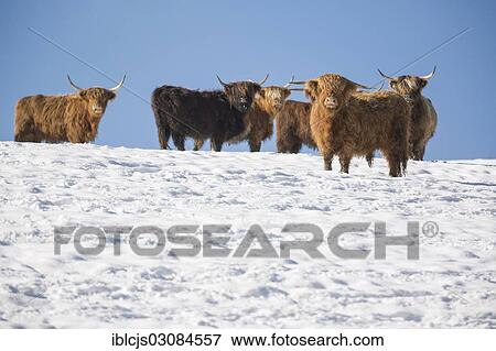 "Scottish Highland cattle herd in the snow, Bergisches Land, North Rhine-Westphalia, Germany, Europe" View Large Photo Image Stock Photo - "Scottish Highland cattle herd in the snow, Bergisches Land, North Rhine-Westphalia, Germany, Europe". Fotosearch