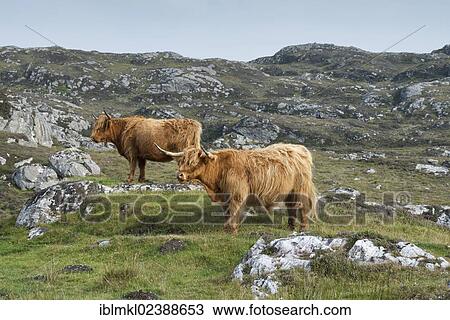 Stock Image - "Scottish Highland Cattle, Highland Cattle or Kyloe, Northern Scotland, Scotland, United Kingdom, Europe". Fotosearch