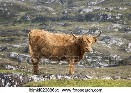 "Scottish Highland Cattle, Highland Cattle or Kyloe, Northern Scotland, Scotland, United Kingdom, Europe" View Large Photo Image Stock Photography - "Scottish Highland Cattle, Highland Cattle or Kyloe, Northern Scotland, Scotland, United Kingdom, Europe". Fotosearch