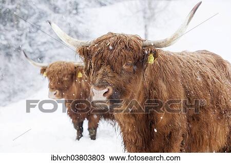 Stock Image - "Scottish Highland cattle in snow, Brandenberg, Tyrol, Austria, Europe". Fotosearch