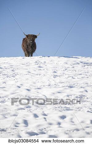"Scottish Highland cattle in the snow, Bergisches Land, North Rhine-Westphalia, Germany, Europe" View Large Photo Image Picture - "Scottish Highland cattle in the snow, Bergisches Land, North Rhine-Westphalia, Germany, Europe". Fotosearch