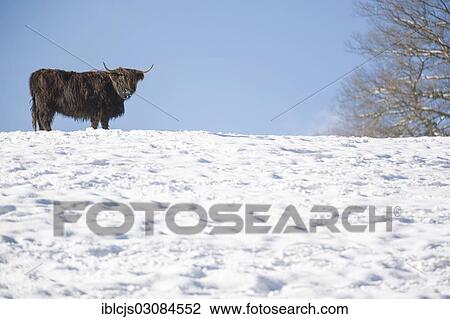 "Scottish Highland cattle in the snow, Bergisches Land, North Rhine-Westphalia, Germany, Europe" View Large Photo Image Stock Image - "Scottish Highland cattle in the snow, Bergisches Land, North Rhine-Westphalia, Germany, Europe". Fotosearch