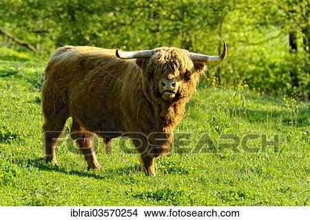 "Scottish Highland Cattle or Kyloe (Bos primigenius f. taurus) in a meadow, Hesse, Germany, Europe" View Large Photo Image Picture - "Scottish Highland Cattle or Kyloe (Bos primigenius f. taurus) in a meadow, Hesse, Germany, Europe". Fotosearch