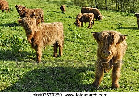 "Scottish Highland Cattle or Kyloe (Bos primigenius f. taurus), calves in a meadow, Hesse, Germany, Europe" View Large Photo Image Stock Image - "Scottish Highland Cattle or Kyloe (Bos primigenius f. taurus), calves in a meadow, Hesse, Germany, Europe". Fotosearch