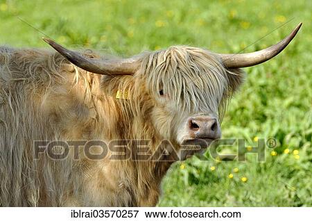 "Scottish Highland Cattle or Kyloe (Bos primigenius f. taurus) in a meadow, Hesse, Germany, Europe" View Large Photo Image Stock Photo - "Scottish Highland Cattle or Kyloe (Bos primigenius f. taurus) in a meadow, Hesse, Germany, Europe". Fotosearch