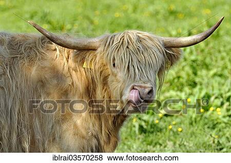 "Scottish Highland Cattle or Kyloe (Bos primigenius f. taurus) in a meadow, Hesse, Germany, Europe" View Large Photo Image Stock Photo - "Scottish Highland Cattle or Kyloe (Bos primigenius f. taurus) in a meadow, Hesse, Germany, Europe". Fotosearch