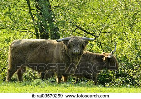 "Scottish Highland Cattle or Kyloe (Bos primigenius f. taurus) in a meadow, Hesse, Germany, Europe" View Large Photo Image Stock Photo - "Scottish Highland Cattle or Kyloe (Bos primigenius f. taurus) in a meadow, Hesse, Germany, Europe". Fotosearch