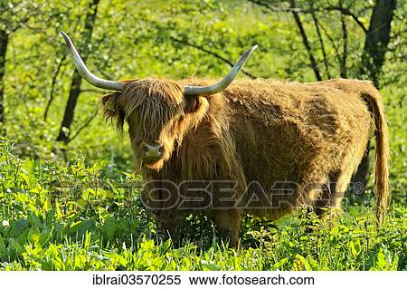 Stock Photography - "Scottish Highland Cattle or Kyloe (Bos primigenius f. taurus) in a meadow, Hesse, Germany, Europe". Fotosearch