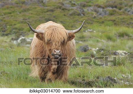 "Scottish Highland Cattle or Kyloe, Scotland, United Kingdom, Europe" View Large Photo Image Stock Image - "Scottish Highland Cattle or Kyloe, Scotland, United Kingdom, Europe". Fotosearch