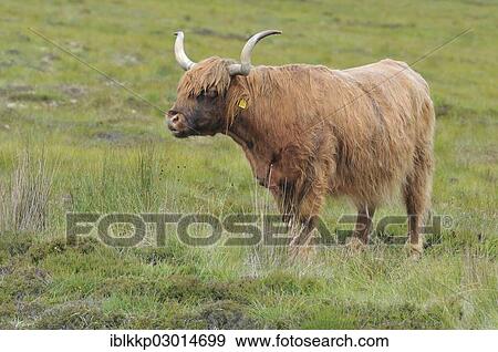 "Scottish Highland Cattle or Kyloe, Scotland, United Kingdom, Europe" View Large Photo Image Stock Photo - "Scottish Highland Cattle or Kyloe, Scotland, United Kingdom, Europe". Fotosearch