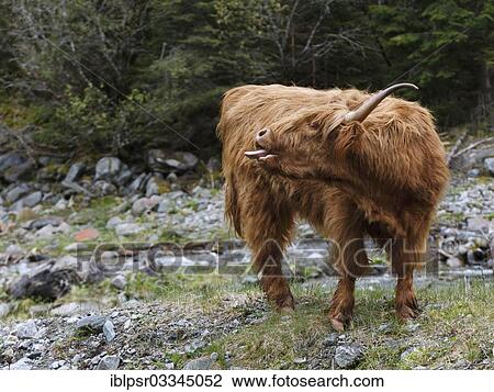 "Scottish Highland Cattle, Sellraintal, St. Sigmund im Sellrain, Tyrol, Austria, Europe" View Large Photo Image Stock Image - "Scottish Highland Cattle, Sellraintal, St. Sigmund im Sellrain, Tyrol, Austria, Europe". Fotosearch