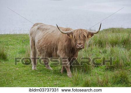"Scottish Highland cattle standing on a pasture by the sea, Dunvegan, Isle of Skye, Inner Hebrides, Scotland, United Kingdom, Europe" View Large Photo Image Stock Image - "Scottish Highland cattle standing on a pasture by the sea, Dunvegan, Isle of Skye, Inner Hebrides, Scotland, United Kingdom, Europe". Fotosearch