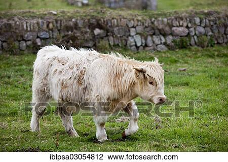 Stock Image - "Scottish Highland Cattle, young bull, mixed-breed, on a pasture, Cornwall, England, United Kingdom, Europe". Fotosearch