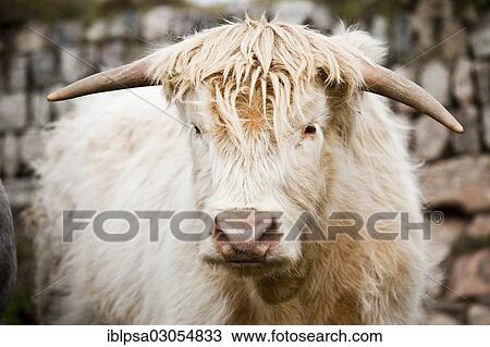 "Scottish Highland Cattle, young bull, mixed-breed, Cornwall, England, United Kingdom, Europe" View Large Photo Image Stock Image - "Scottish Highland Cattle, young bull, mixed-breed, Cornwall, England, United Kingdom, Europe". Fotosearch
