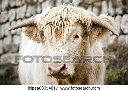 "Scottish Highland Cattle, young bull, mixed-breed, Cornwall, England, United Kingdom, Europe" View Large Photo Image Stock Photo - "Scottish Highland Cattle, young bull, mixed-breed, Cornwall, England, United Kingdom, Europe". Fotosearch