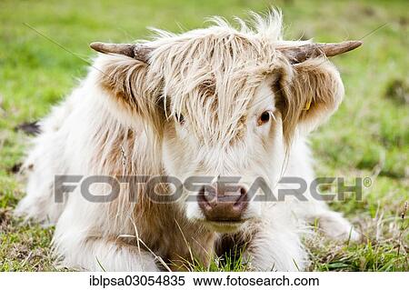 Stock Photography - "Scottish Highland Cattle, young bull, mixed-breed, Cornwall, Cornwall, England, United Kingdom, Europe". Fotosearch