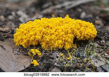 "Scrambled-egg Slime or Dog Vomit Slime Mould (Fuligo septica), Hesse, Germany, Europe" View Large Photo Image Stock Image - "Scrambled-egg Slime or Dog Vomit Slime Mould (Fuligo septica), Hesse, Germany, Europe". Fotosearch