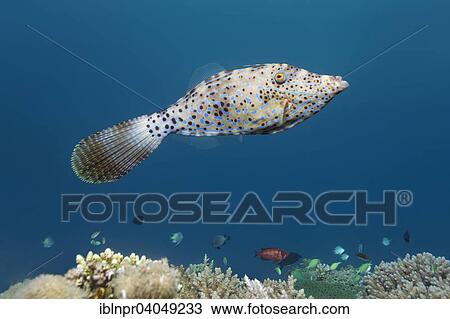 "Scrawled Filefish (Aluterus scriptus) over coral reef, Great Barrier Reef, Pacific, Australia, Oceania" View Large Photo Image Stock Image - "Scrawled Filefish (Aluterus scriptus) over coral reef, Great Barrier Reef, Pacific, Australia, Oceania". Fotosearch