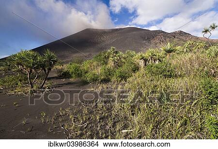 "Screw Pines (Pandanus sp. ) on Ash Plain, in front of Mount Yasur Volcano, Tanna Island, Vanuatu, Oceania" View Large Photo Image Picture - "Screw Pines (Pandanus sp. ) on Ash Plain, in front of Mount Yasur Volcano, Tanna Island, Vanuatu, Oceania". Fotosearch