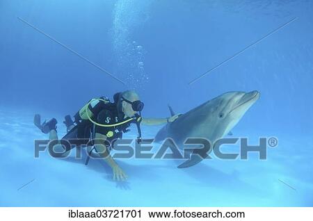 "Scuba diver and a Bottlenose Dolphin (Tursiops truncatus), dolphinarium, Odessa, Odessa Oblast, Ukraine, Europe" View Large Photo Image Stock Image - "Scuba diver and a Bottlenose Dolphin (Tursiops truncatus), dolphinarium, Odessa, Odessa Oblast, Ukraine, Europe". Fotosearch