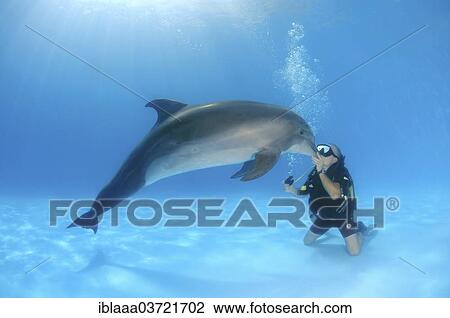 "Scuba diver and a Bottlenose Dolphin (Tursiops truncatus), dolphinarium, Odessa, Odessa Oblast, Ukraine, Europe" View Large Photo Image Stock Image - "Scuba diver and a Bottlenose Dolphin (Tursiops truncatus), dolphinarium, Odessa, Odessa Oblast, Ukraine, Europe". Fotosearch