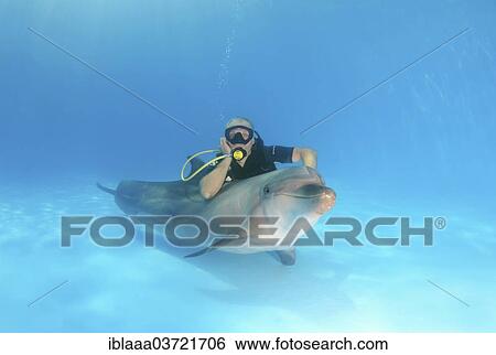 "Scuba diver and a Bottlenose Dolphin (Tursiops truncatus), dolphinarium, Odessa, Odessa Oblast, Ukraine, Europe" View Large Photo Image Stock Photograph - "Scuba diver and a Bottlenose Dolphin (Tursiops truncatus), dolphinarium, Odessa, Odessa Oblast, Ukraine, Europe". Fotosearch
