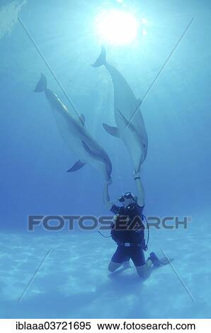 "Scuba diver and a Bottlenose Dolphin (Tursiops truncatus), dolphinarium, Odessa, Odessa Oblast, Ukraine, Europe" View Large Photo Image Stock Photography - "Scuba diver and a Bottlenose Dolphin (Tursiops truncatus), dolphinarium, Odessa, Odessa Oblast, Ukraine, Europe". Fotosearch