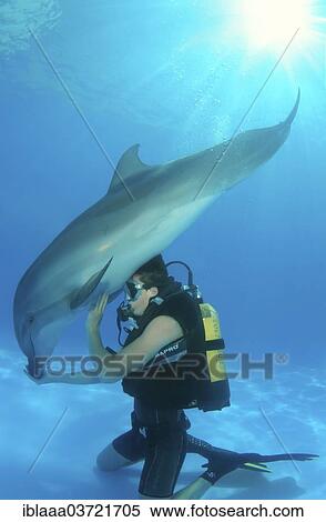 "Scuba diver and a Bottlenose Dolphin (Tursiops truncatus), dolphinarium, Odessa, Odessa Oblast, Ukraine, Europe" View Large Photo Image Stock Photography - "Scuba diver and a Bottlenose Dolphin (Tursiops truncatus), dolphinarium, Odessa, Odessa Oblast, Ukraine, Europe". Fotosearch