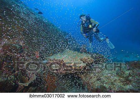 "Scuba diver and a shoal of Pigmy Sweepers (Parapriacanthus ransonneti), Richelieu Rock, Thailand, Asia" View Large Photo Image Stock Image - "Scuba diver and a shoal of Pigmy Sweepers (Parapriacanthus ransonneti), Richelieu Rock, Thailand, Asia". Fotosearch