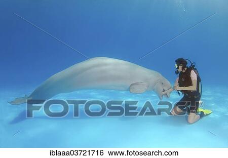 "Scuba diver and Beluga or White Whale (Delphinapterus leucas), dolphinarium, Odessa, Odessa Oblast, Ukraine, Europe" View Large Photo Image Stock Photograph - "Scuba diver and Beluga or White Whale (Delphinapterus leucas), dolphinarium, Odessa, Odessa Oblast, Ukraine, Europe". Fotosearch