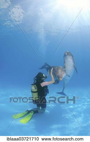 Stock Image - "Scuba diver and Bottlenose Dolphins (Tursiops truncatus), dolphinarium, Odessa, Odessa Oblast, Ukraine, Europe". Fotosearch