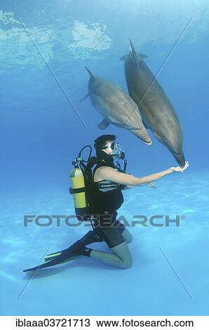 "Scuba diver and Bottlenose Dolphins (Tursiops truncatus), dolphinarium, Odessa, Odessa Oblast, Ukraine, Europe" View Large Photo Image Stock Image - "Scuba diver and Bottlenose Dolphins (Tursiops truncatus), dolphinarium, Odessa, Odessa Oblast, Ukraine, Europe". Fotosearch