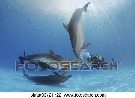 "Scuba diver and Bottlenose Dolphins (Tursiops truncatus), dolphinarium, Odessa, Odessa Oblast, Ukraine, Europe" View Large Photo Image Stock Image - "Scuba diver and Bottlenose Dolphins (Tursiops truncatus), dolphinarium, Odessa, Odessa Oblast, Ukraine, Europe". Fotosearch